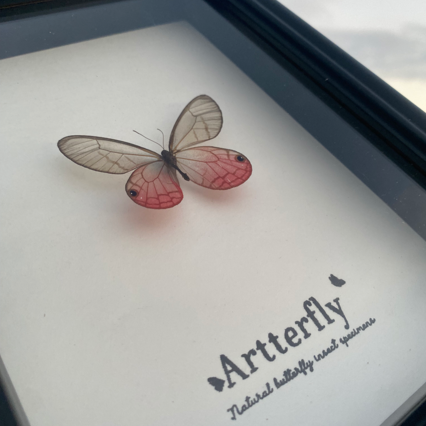 Cithaerias aurorina.-Authentic Butterfly Shadow Box Frame Specimen Decorative Painting For decor
