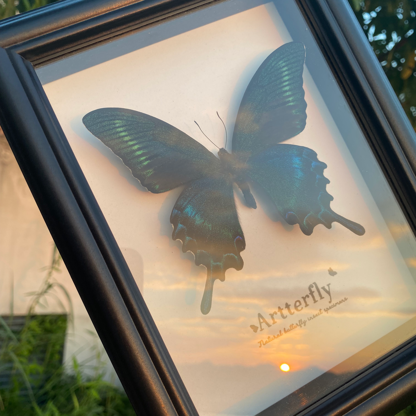 Papilio maackii.-Authentic Butterfly Shadow Box Frame Specimen Decorative Painting For decor